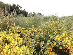 Coastal Sage Scrub