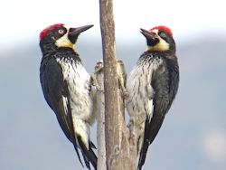 Acorn Woodpeckers