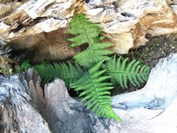 Coastal WoodFern