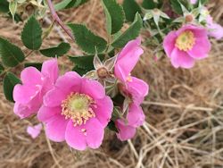 Planted Rosa Californica