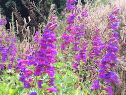 Penstemon Spectabilis