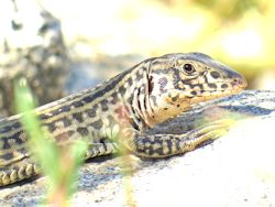 San Diegan Tiger Whiptail