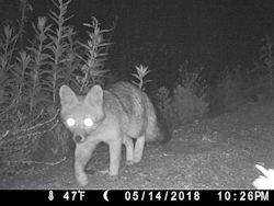 Common Gray Fox