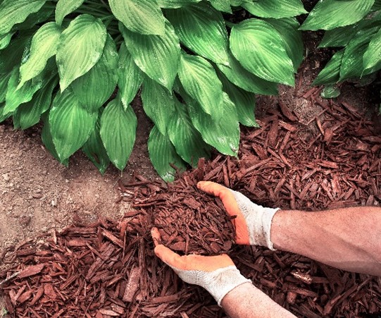 Mulch: Applying it saves seasonally 20-30 gallons per 1,000 sq ft.