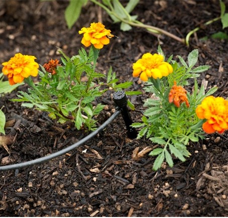Drip Irrigation: Saves 15 gallons each watering.