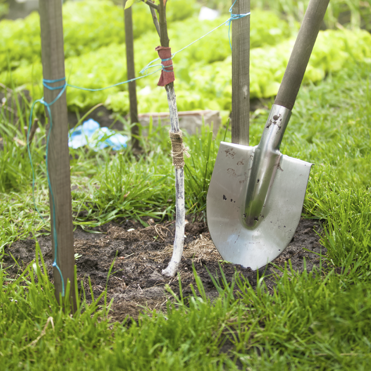 Parkway Tree Planting Image