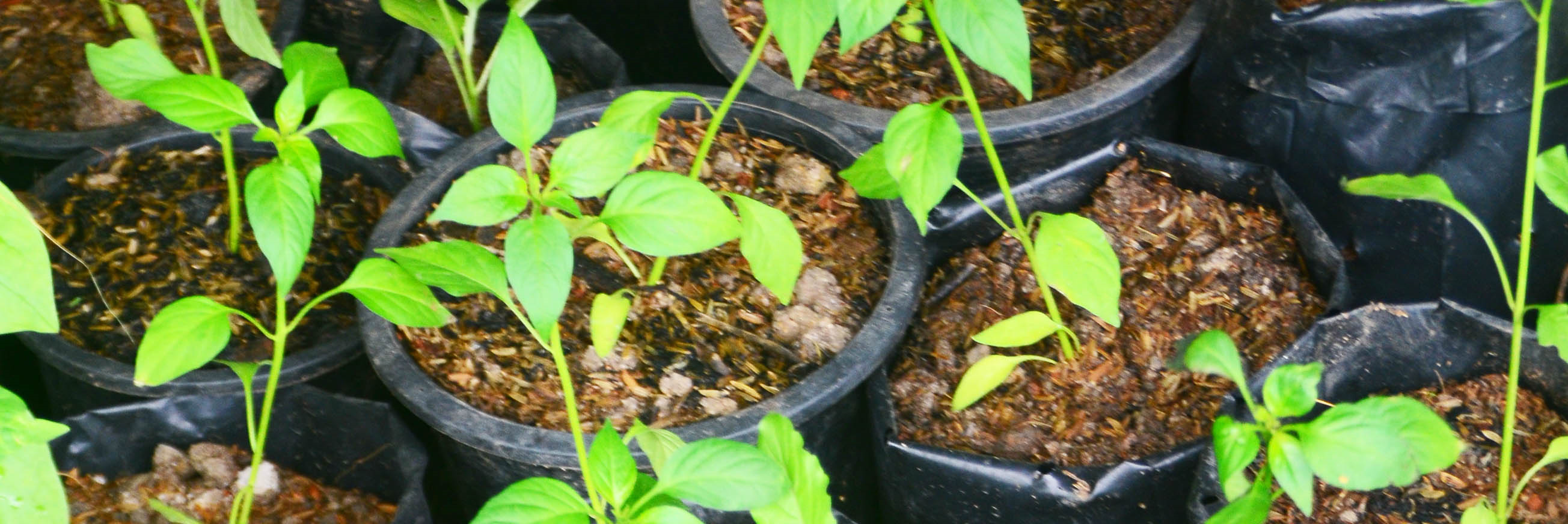 Tree Planting Image