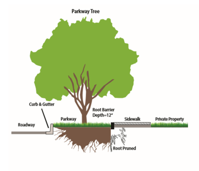 Tree Root Prune Image