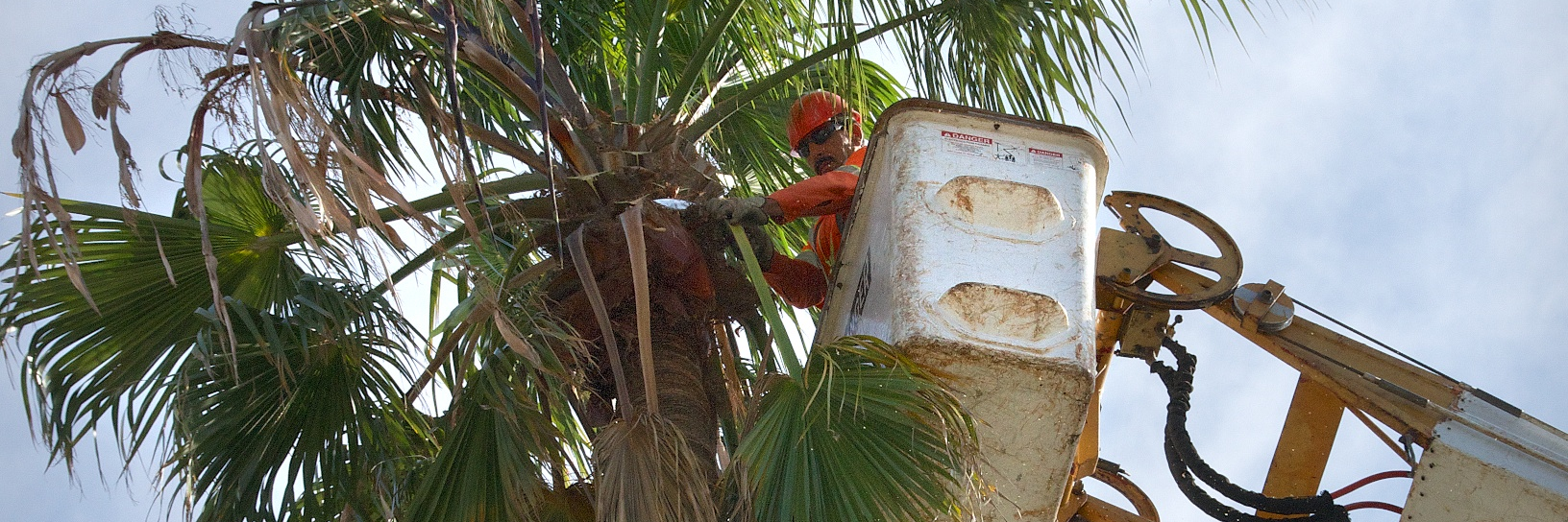 Tree Trimming / Removal Image