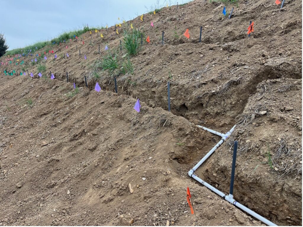 Installation of irrigation lines and valves on the slopes.