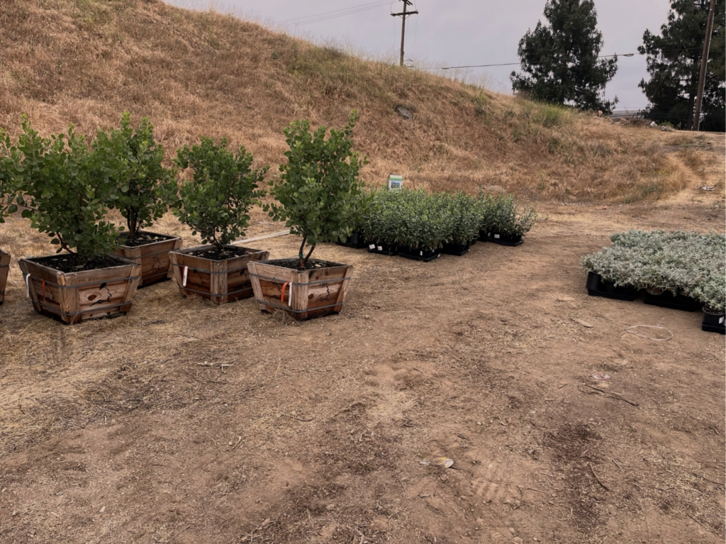 Potted shrubs in wooden crates and trays are arranged on dry, barren ground with a grassy hill and trees in the background.