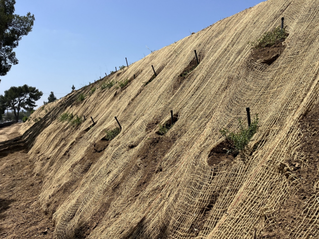 An erosion control hillside covered in straw matting with new plants sprouting. Metal stakes secure the matting.