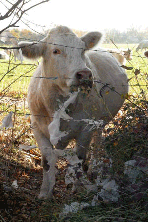 Image of cow