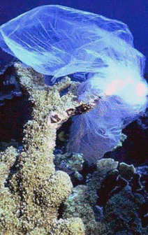 Environmental Image
