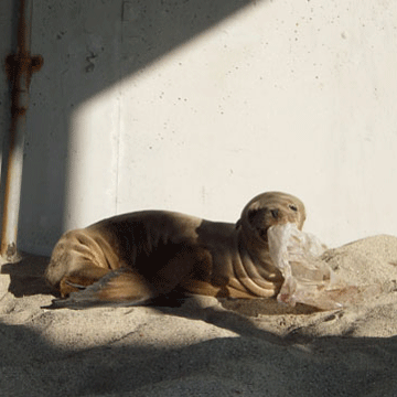 Sea Lion Image